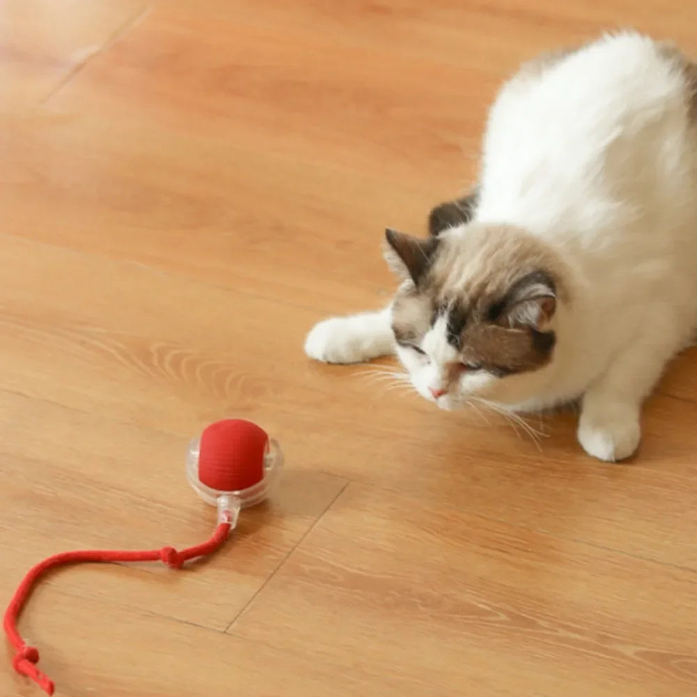 Smart Cat Rolling Ball Toys Rechargeable Cat Toys Ball Motion Ball Self-Moving Kitten Toys for Indoor Interactive Playing 고양이